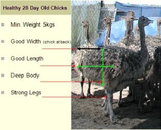 quality chicks