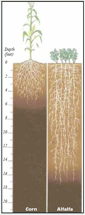 Alfalfa Root
